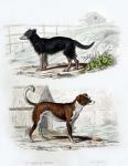 Pair of Dogs IV