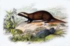 Badger