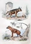 Pair of Hyenas