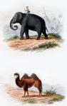 Elephant and Camel