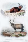 Pair of Rams