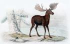 Elk