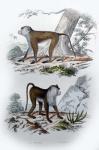 Pair of Monkeys V