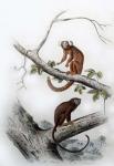 Pair of Monkeys XI