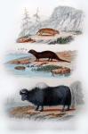 Three Mammals III