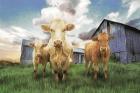 Three Curious Calves