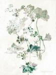 Geranium Botanical