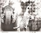 Modern Black & White Elephants