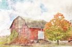 Autumn Maple by the Barn