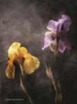 Contemporize Floral Iris