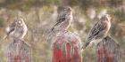 Birds on a Fence