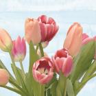 Fresh Spring Tulips IV