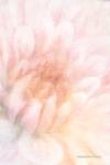 Soft Dahlia Pastel Peach