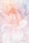 Soft Dahlia Pastel Peach Lilac