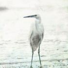 Beach Heron