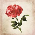 Vintage Bicolor Red Rose
