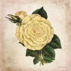 Vintage Cream Rose