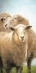 Three Sheep Portrait