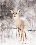 Deer in Winter Forest