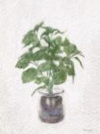 Basil Jar