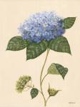 Blue Hydrangea