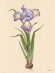 Blue Iris