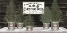 Galvanized Pots Christmas Trees II