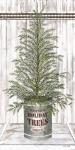 Galvanized Pot Spruce