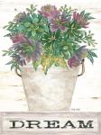 Dream Succulents