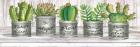 Galvanized Pot Succulents I