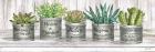 Galvanized Pot Succulents II