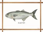 Bluefish on White