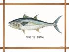 Bluefin Tuna on White