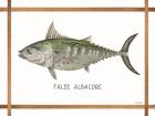 False Albacore on White
