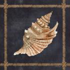 Seashell on Navy V