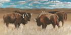 Bison Herd II