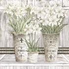 Amaryllis Multi Pots