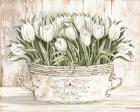 Tulips in White Chipped Pail