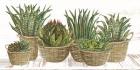 Succulent Baskets