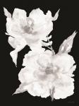 Black & White Flowers II