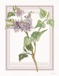 Lilacs V