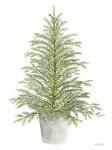 Spruce Tree in Pot