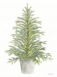 Spruce Tree in Pot