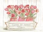 Trio of Pink Tulips