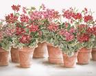 Potted Geranium Mix I