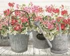 Potted Geranium Mix II