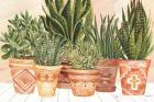 Aztec Potted Plants