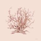 Pink Coral I