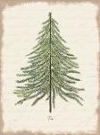 Fir Botanical