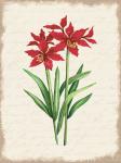 Red Amaryllis Botanical I